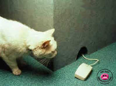 LE CHAT ET LA SOURIE